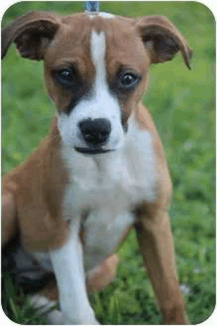a brown and white puppy is sitting in the grass .