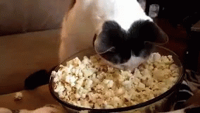 Yummy Popcorn GIF - Cat Popcorn GIFs