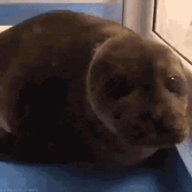 Seal Cute GIF - Seal Cute Neck GIFs