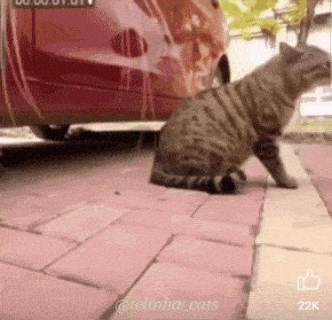 Fight Cats GIF - Fight Cats Square Up GIFs