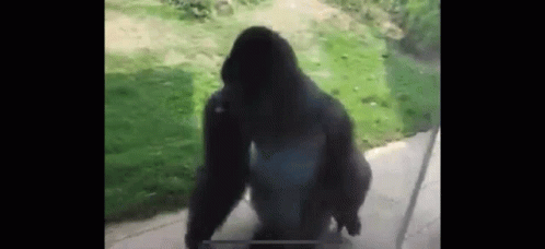 Spinning Gorilla GIF - Spinning Gorilla Animal GIFs