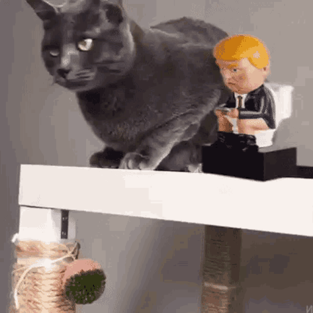 Trump Cat GIF - Trump Cat Hit GIFs