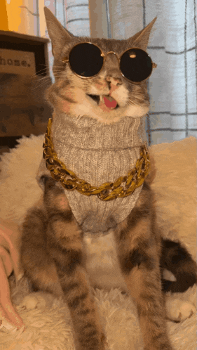 a cat wearing sunglasses and a sweater with a gold chain around its neck