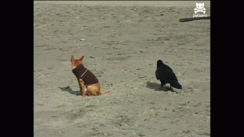 Crow Bites Cute Dog GIF - Crow Dog Bite GIFs