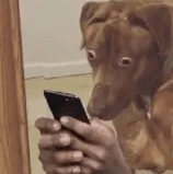 Dog Shocked Looking At Phone GIF - Dog Shocked Looking At Phone Edited GIFs