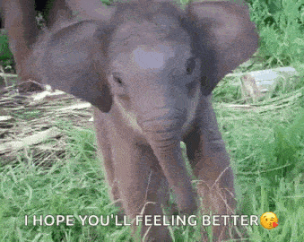 a baby elephant is standing in the grass with the words `` i hope you 'll feeling better '' written below it .