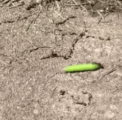 a green worm is laying on the ground in the dirt .