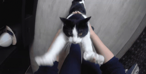 Stretching Cat GIF - Stretching Cat Reach GIFs