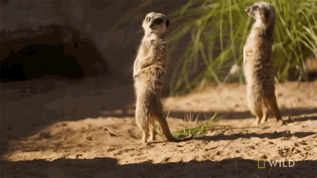 Look Up National Geographic GIF - Look Up National Geographic Secrets Of The Zoo Down GIFs