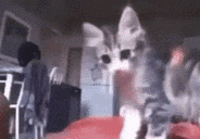 a gray and white kitten is sitting on a red blanket in a room .