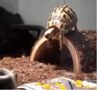 I'M Going Back In My Hole GIF - Turtle Face Plant Fall GIFs