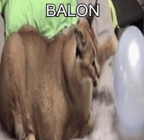 Balon Floppa GIF - Balon Floppa GIFs
