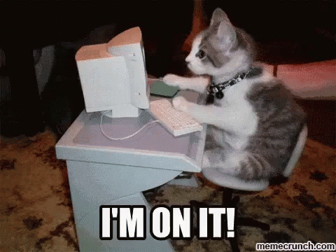 Im On It Cats GIF - Im On It Cats Working Hard GIFs