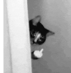 a black and white photo of a cat peeking out of a door .
