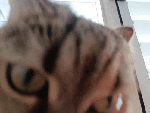 a close up of a cat 's face with a window in the background