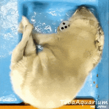 Seal Silly GIF