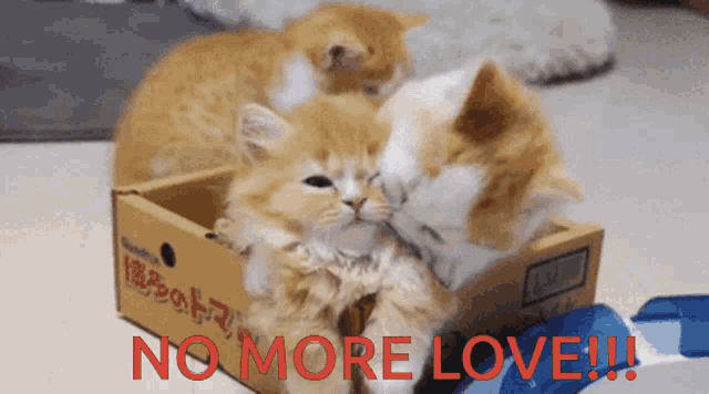 Death By Love Cute Kittens GIF - Death By Love Cute Kittens Cats GIFs