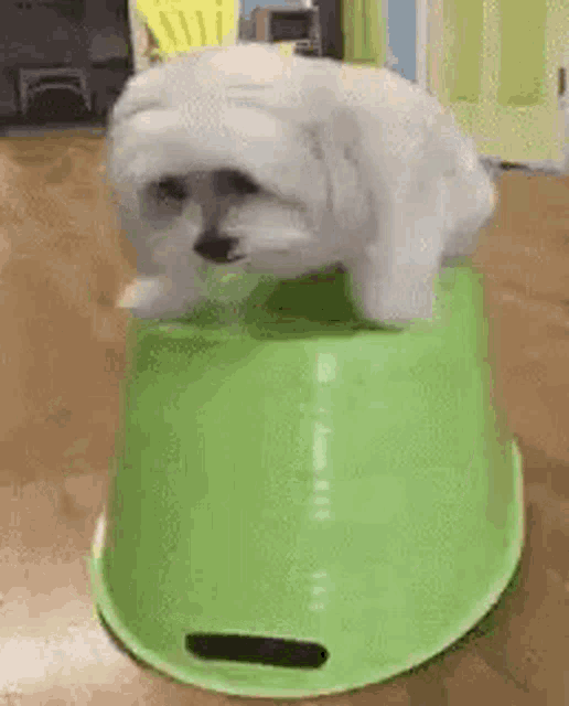 a small white dog is sitting on top of a green bowl on a table .