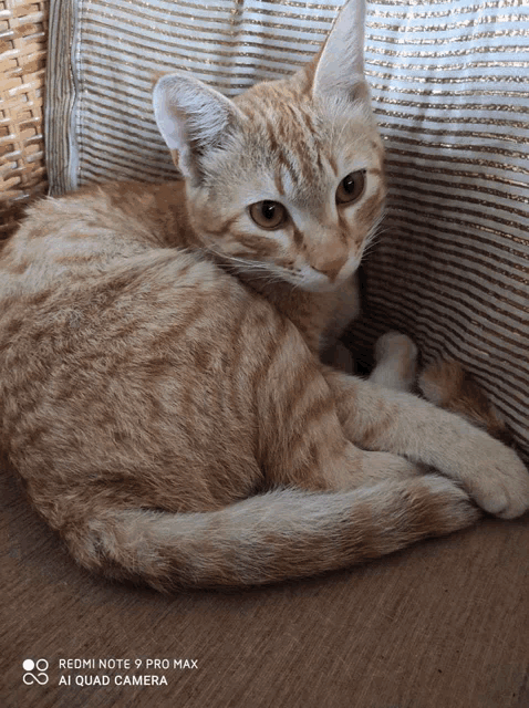 a cat is laying on a couch with a redmi note 9 pro max camera