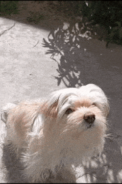 a small brown and white dog looking up at something
