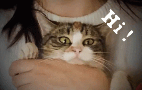 Catoupascat GIF - Catoupascat Pascat GIFs