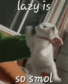 a white cat is standing on its hind legs in front of a window with the caption `` lazy is so smol '' .