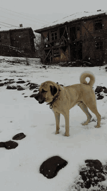 a dog with a red collar is standing in a snowy field