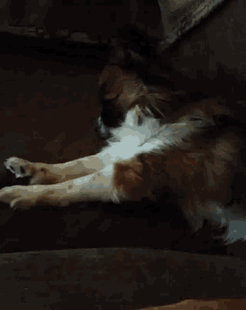 a brown and white dog is laying on its back on a couch