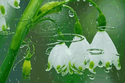a lily of the valley flower is covered in rain drops