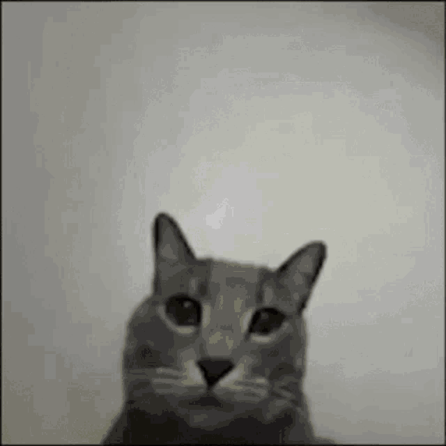 Gato Dedo Del Medio Gato GIF - Gato Dedo Del Medio Gato Omlet GIFs
