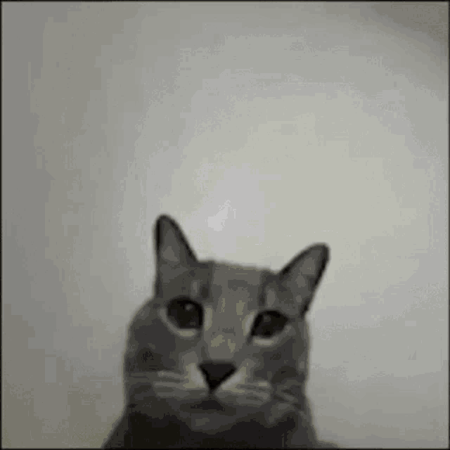 a cat is giving the middle finger with a yellow icon behind it