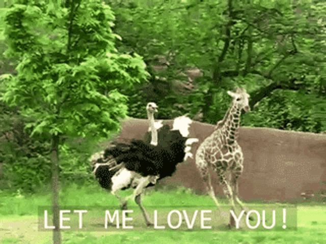 Let Me Love You Chase GIF - Let Me Love You Chase Ostrich GIFs