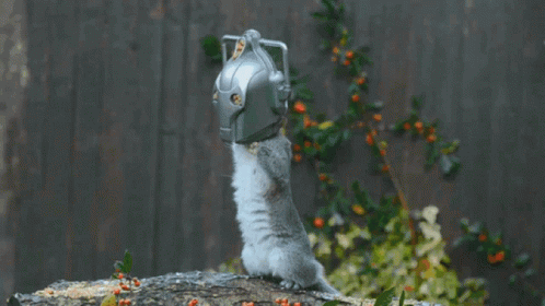 Meow Robot Head GIF - Meow Robot Head Silly GIFs