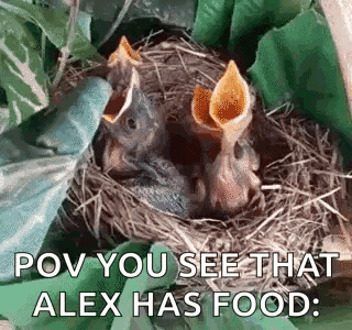 two baby birds are sitting in a nest with their mouths open .