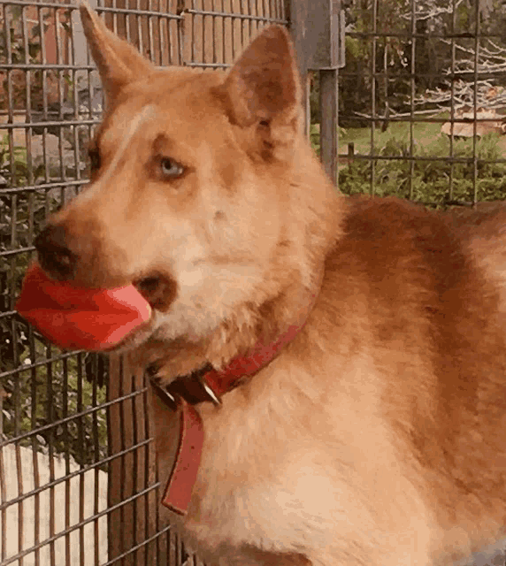 a brown dog with a red collar is playing with a red toy in its mouth