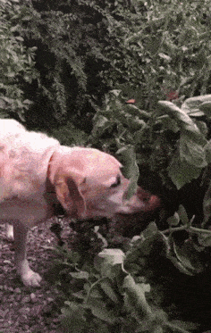 a dog is sniffing a plant with a leaf on it