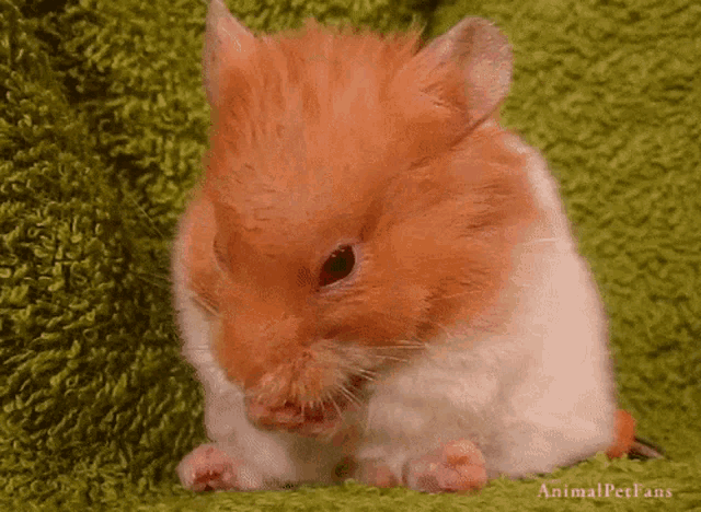 Hamster What Do You Want GIF - Hamster What Do You Want What GIFs