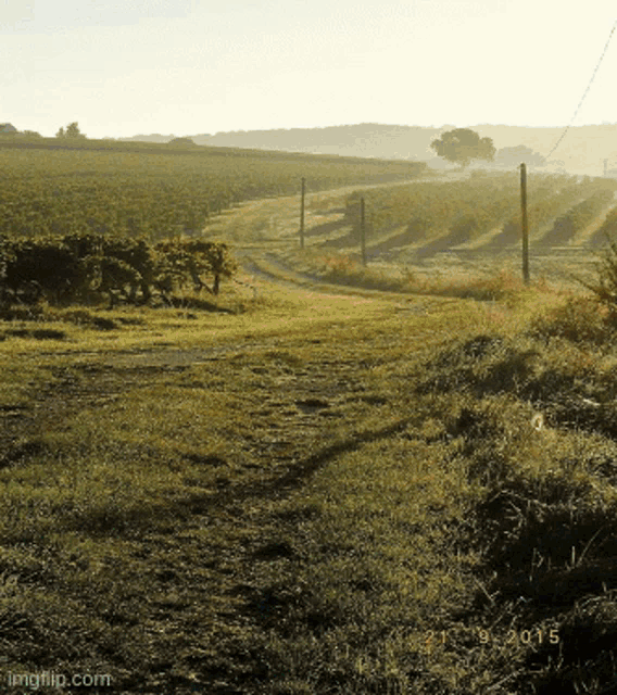 a photo of a grassy field with a watermark of imgflip.com