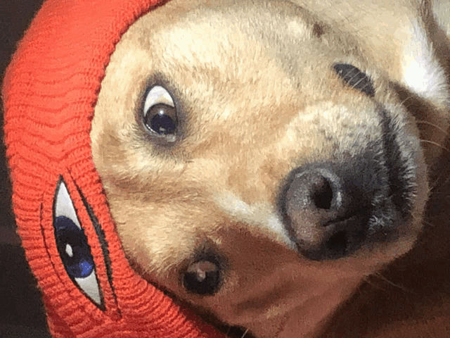 a close up of a dog wearing a red hat