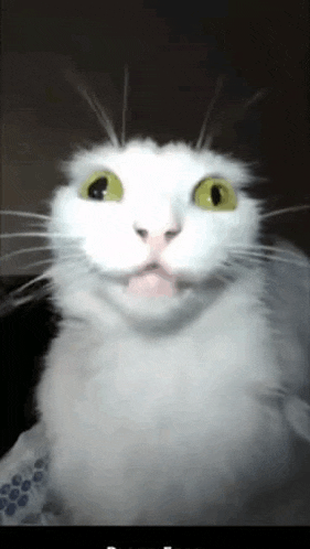 a white cat with green eyes is looking at the camera and making a surprised face .