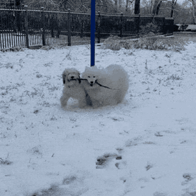 a couple of dogs standing in the snow with a fence in the background