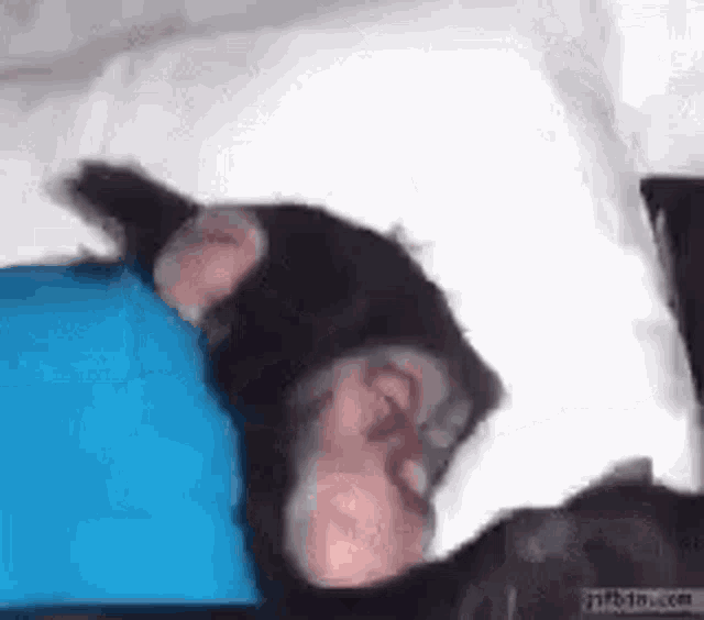 Monkey Sleeping GIF - Monkey Sleeping GIFs