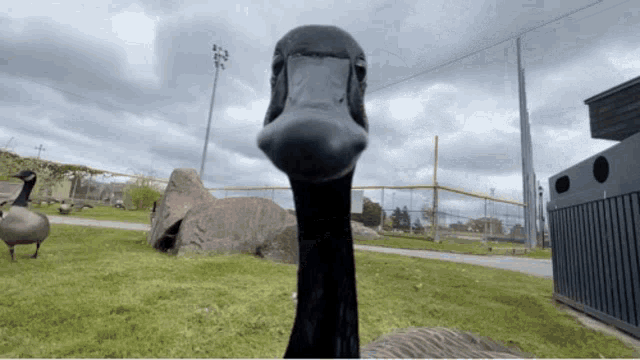 a goose with a large beak looks at the camera in a park