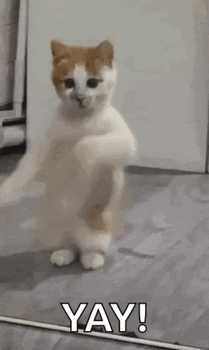 a cat is standing on its hind legs in front of a mirror and saying yay .