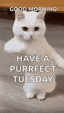 a white cat is standing on its hind legs and says `` good morning ! have a purrfect tuesday ''