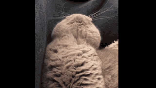 a close up of a cat 's head with a black background