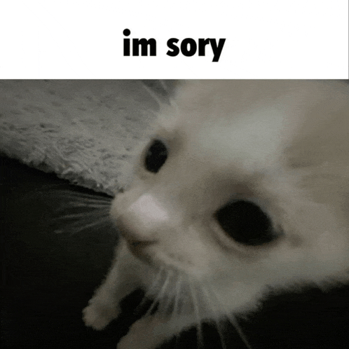 a white cat is looking at the camera with the words `` im sorry '' written above it .