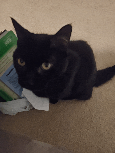 a black cat is laying on the floor next to a box that says protein
