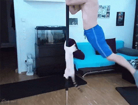 Cat Pole Dance GIF - Cat Pole Dance GIFs