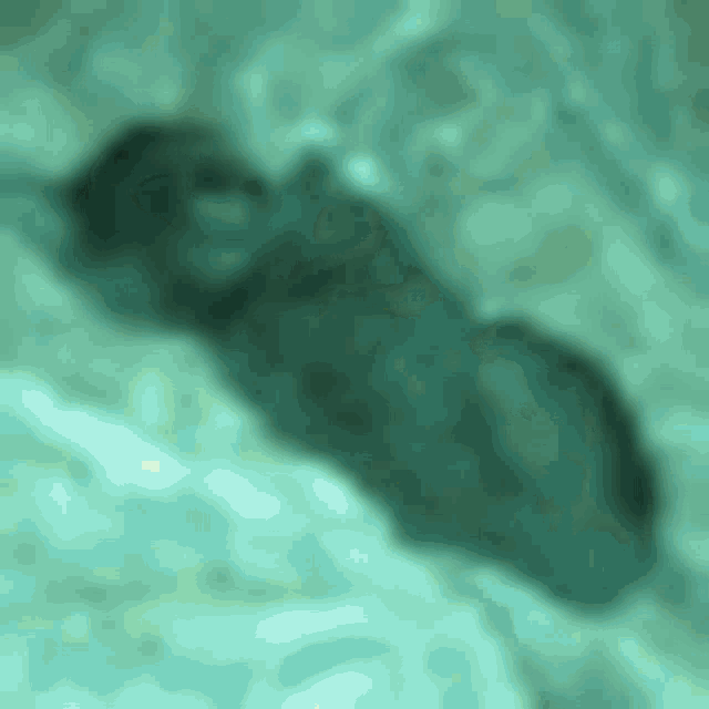 a shadow of a person swimming in a pool of water .